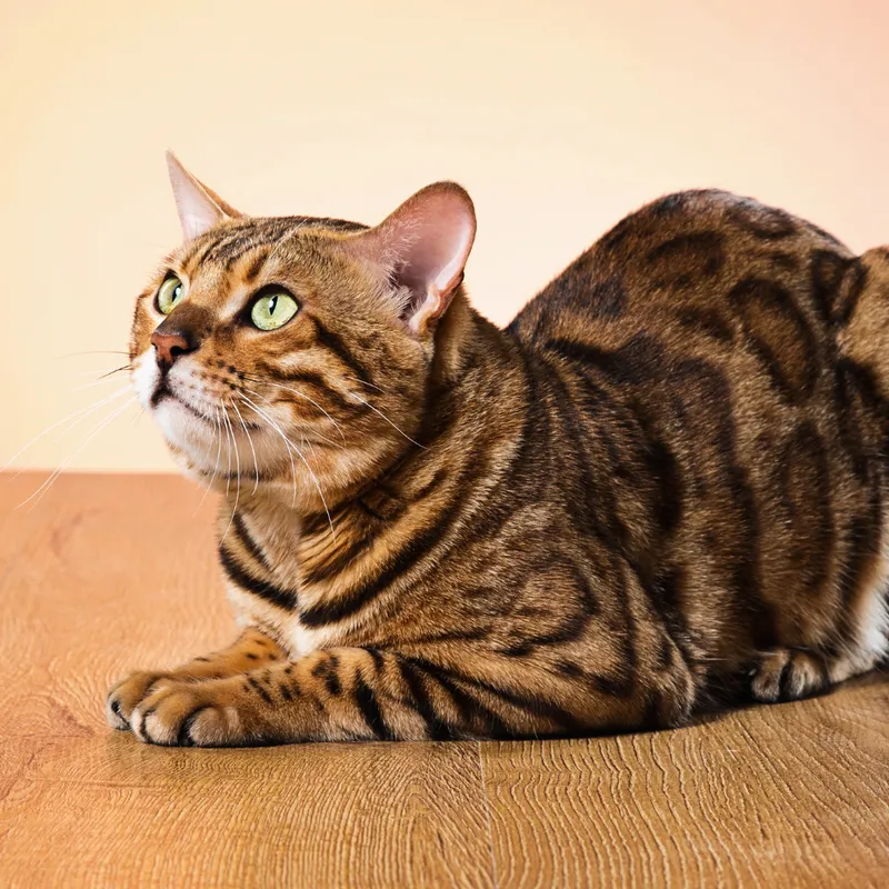 Kot bengalski - charakterystyka rasy, pielęgnacja i zachowanie