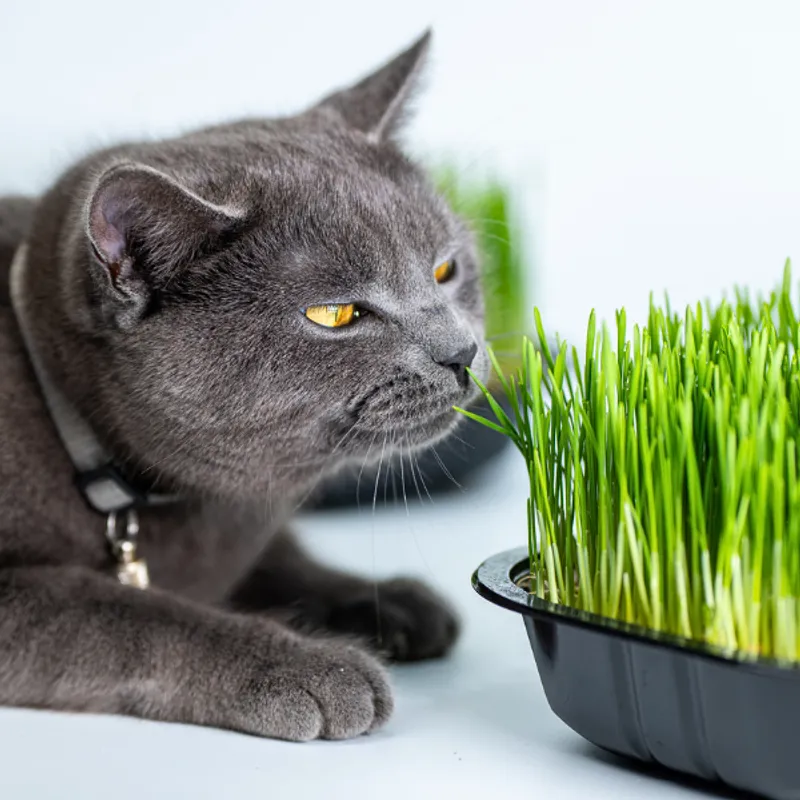 Błonnik dla kota - źródła, dawkowanie i wpływ na trawienie