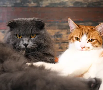 Co jedzą koty? Zbalansowana dieta dla kota