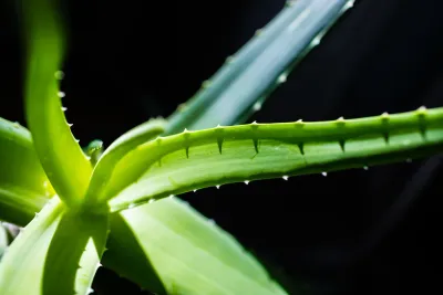 Czy aloes jest trujący dla kota? Fakty o aloesie w domu z kotem
