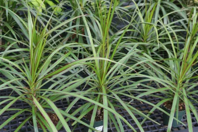Czy dracena jest trująca dla kota? Fakty o dracenie w domu z kotem
