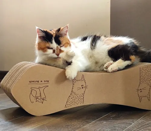 Kot drapiący tekturowy drapak - polski producent drapaków dla kotów