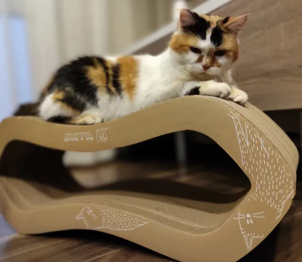 Wytrzymały tekturowy drapak dla kota z tektury falistej - polski producent drapaków