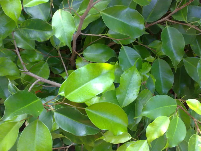 Błyszczące liście fikusa beniaminka (Ficus benjamina) - rośliny trującej dla kota ze względu na sok mleczny z ficyną