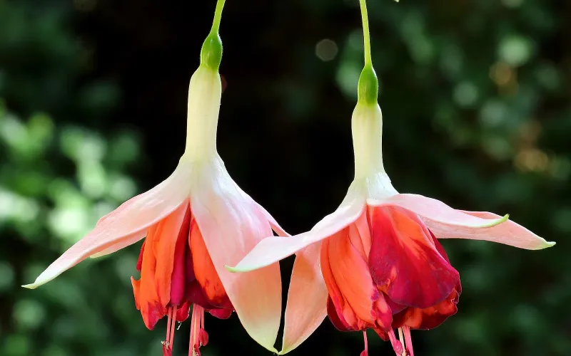 Kwitnąca fuksja (Fuchsia) z charakterystycznymi zwisającymi różowo-fioletowymi kwiatami - roślina bezpieczna dla kota