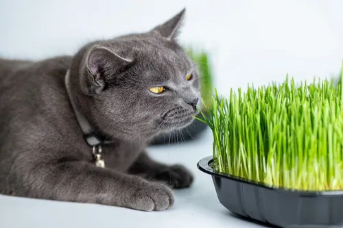 Ekologiczna trawka dla kota w biodegradowalnym pudełku - polski producent