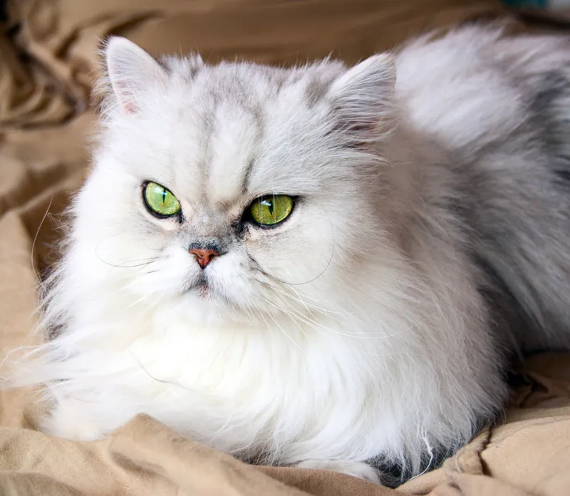 Kot perski - charakterystyka rasy, pielęgnacja i temperament