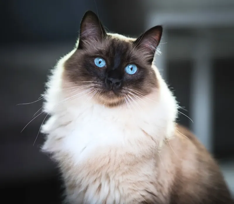 Kot Ragdoll z niebieskimi oczami i jedwabistą półdługą sierścią - łagodny olbrzym