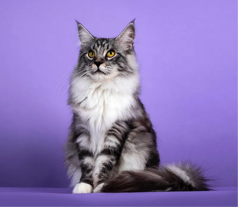 Kot Maine Coon (majkun) - charakterystyka rasy, waga i pielęgnacja