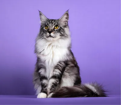 Kot Maine Coon – Wszystko, co musisz wiedzieć o tej rasie kota