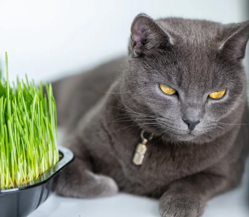 Ile żyją koty i jak o nie dbać, aby długo żyły