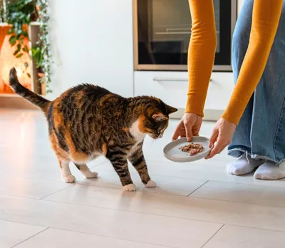 Jak często i odpowiednio trzeba karmić koty?