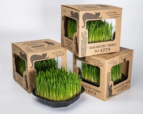 Ekologiczna trawka dla kotów - trzy pudełka handlowe i doniczka