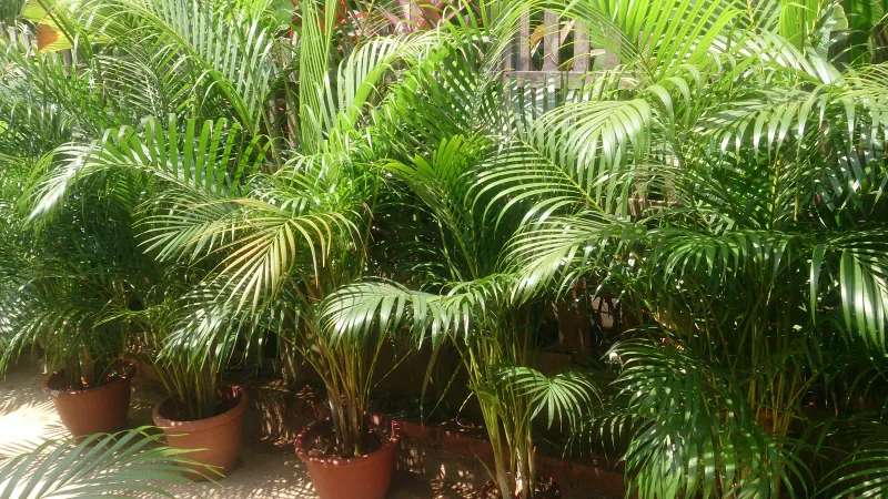 Palmy areka (Dypsis lutescens) w doniczkach - palma nietoksyczna i bezpieczna dla kota