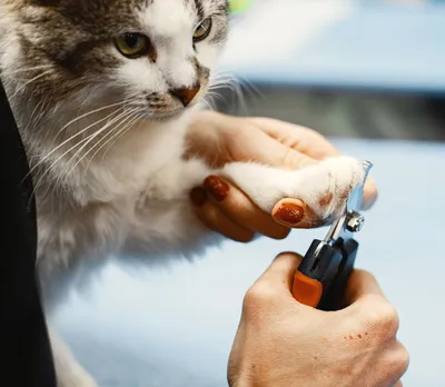 Jak prawidłowo obcinać pazury u kota?