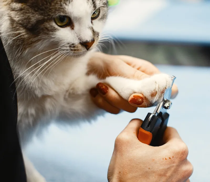 Jak prawidłowo obcinać pazury u kota?