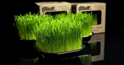 Jak przechowywać trawkę dla kotów w sklepie - poradnik dla sprzedawców