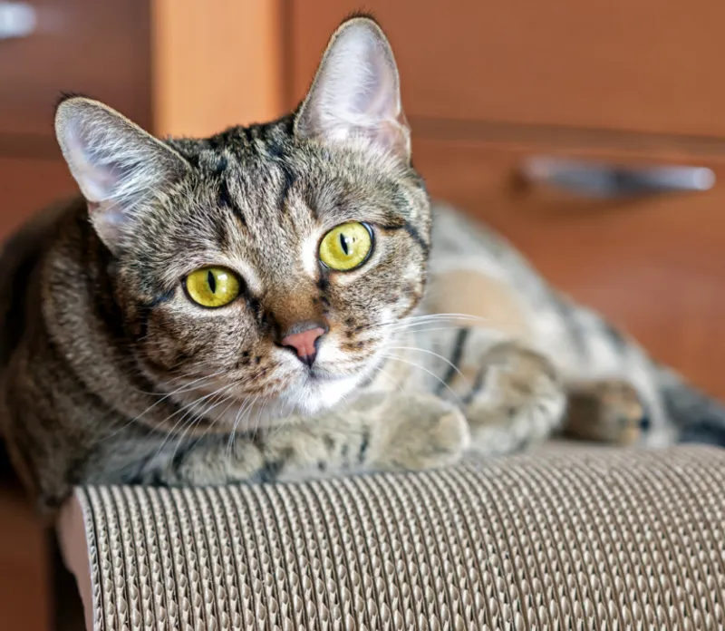 7 bezpiecznych roślin dla Twojego kota