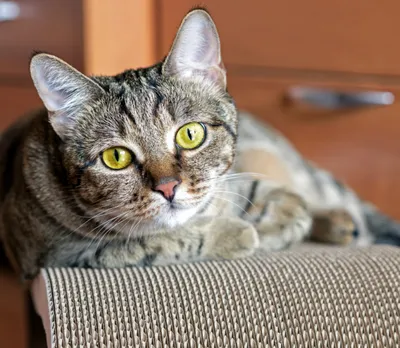 7 bezpiecznych roślin dla Twojego kota