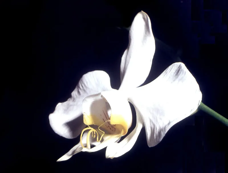 Biały kwiat storczyka Phalaenopsis - roślina nietoksyczna i bezpieczna dla kota