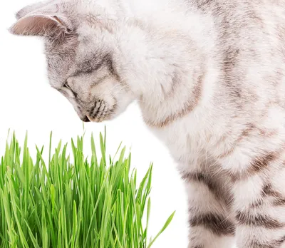 Dlaczego kot powinien jeść trawę?