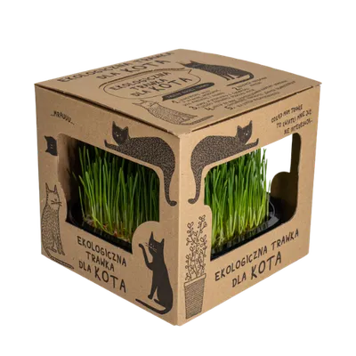Ekologiczna trawka dla kota
