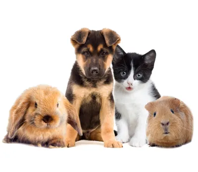 Jakie zwierzęta domowe mogą jeść trawę?