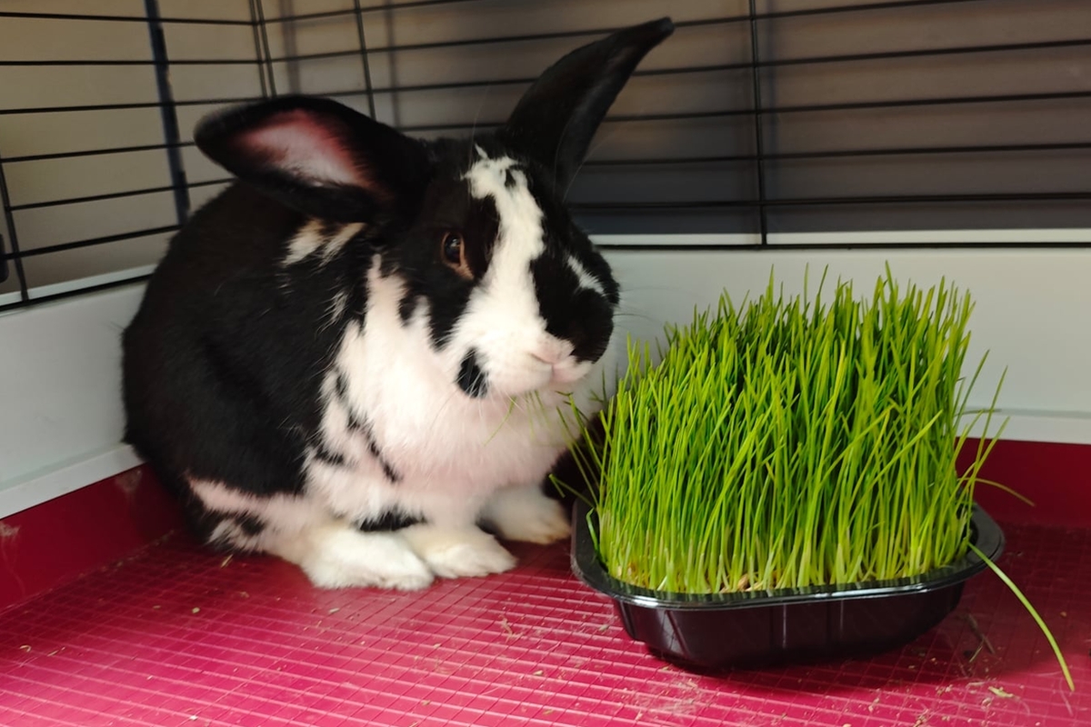 Ekologiczna trawka dla kota - idealna również dla królików!