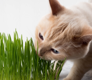 Kot jedzący trawę
