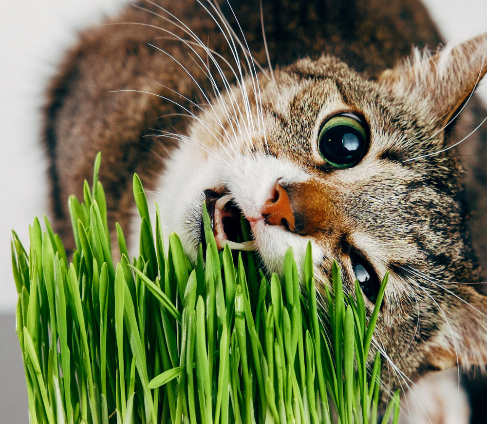 Kot jedzący trawkę