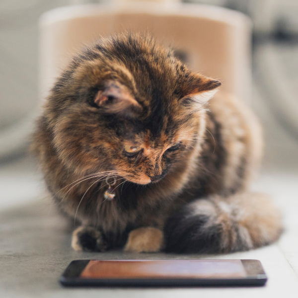 Kot patrzący się w telefon