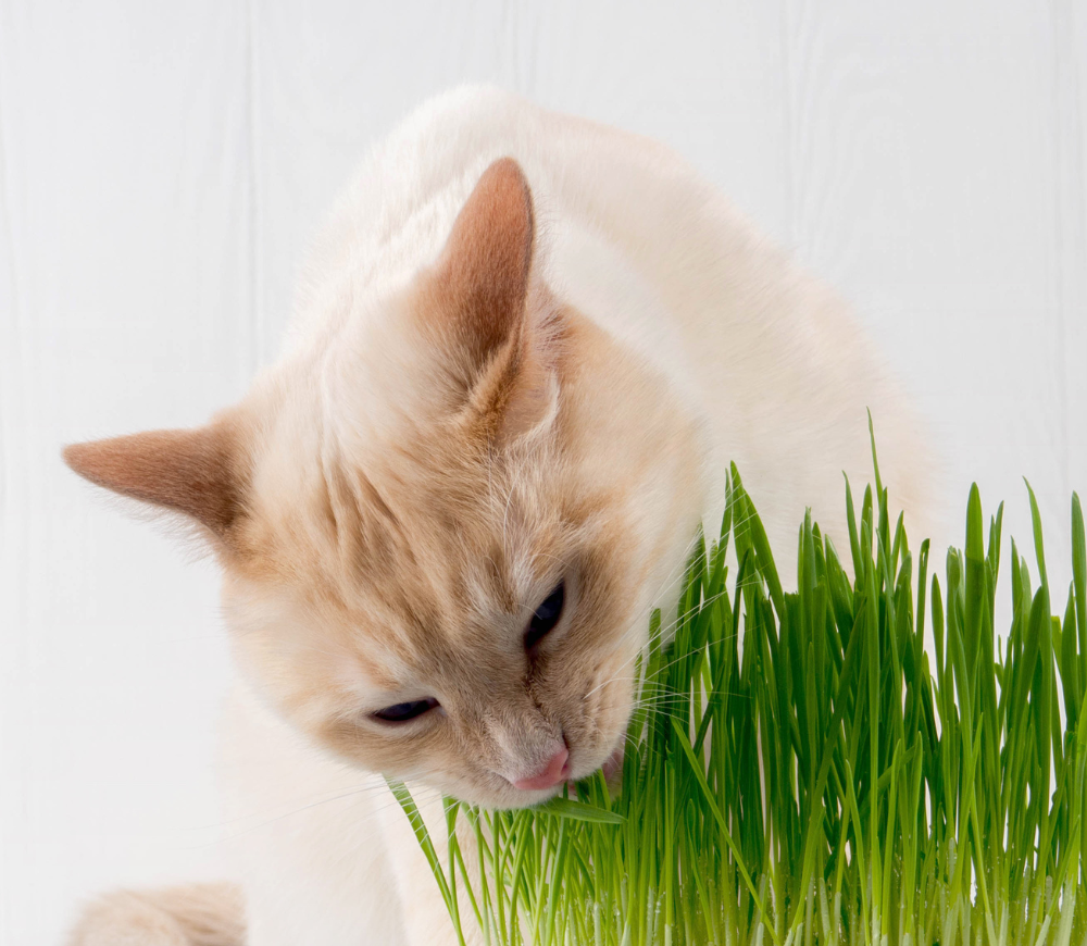 Kot je trawę ekologiczną