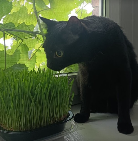 Kot je trawę