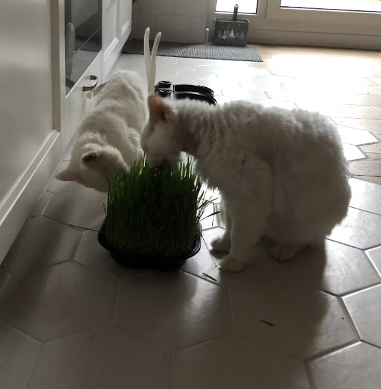 Koty jedzą trawę