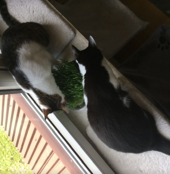 Koty jedzące trawę