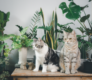 Bezpieczne rośliny dla kotów