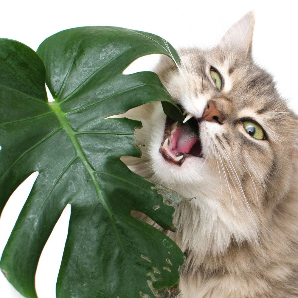 Kot gryzie roślinę