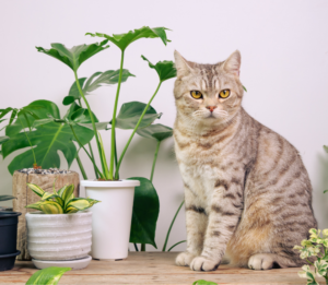 Trujące rośliny dla kota
