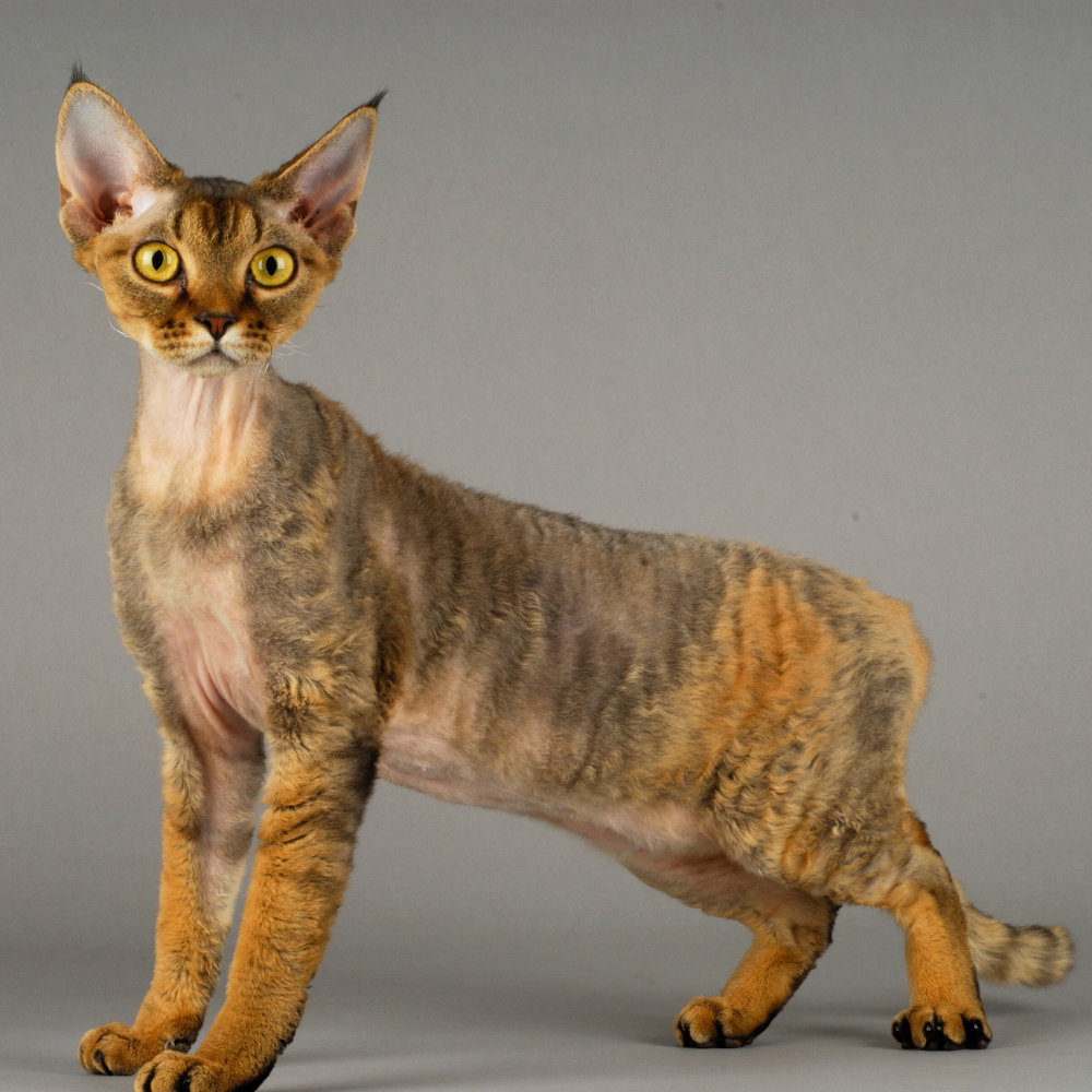 Kot devon rex