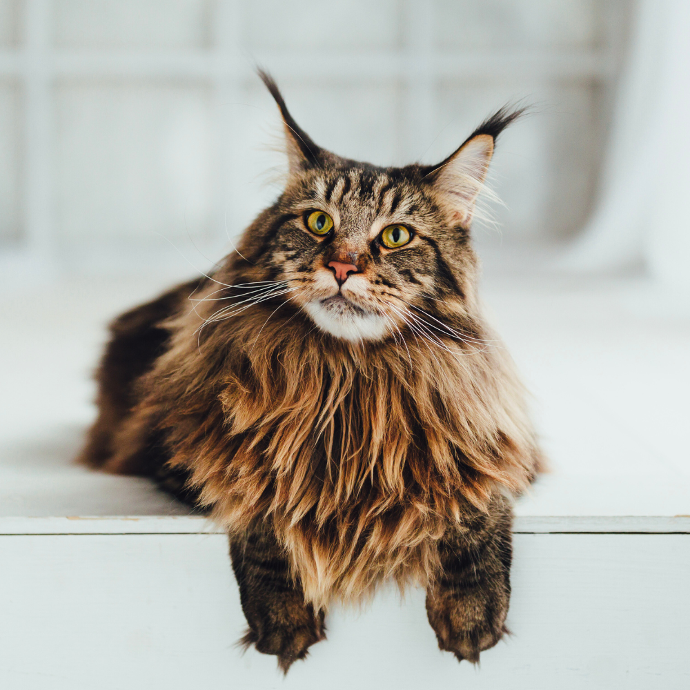 Kot maine coon