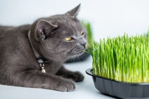 Kot brytyjski przy ekologicznej trawce dla kotów