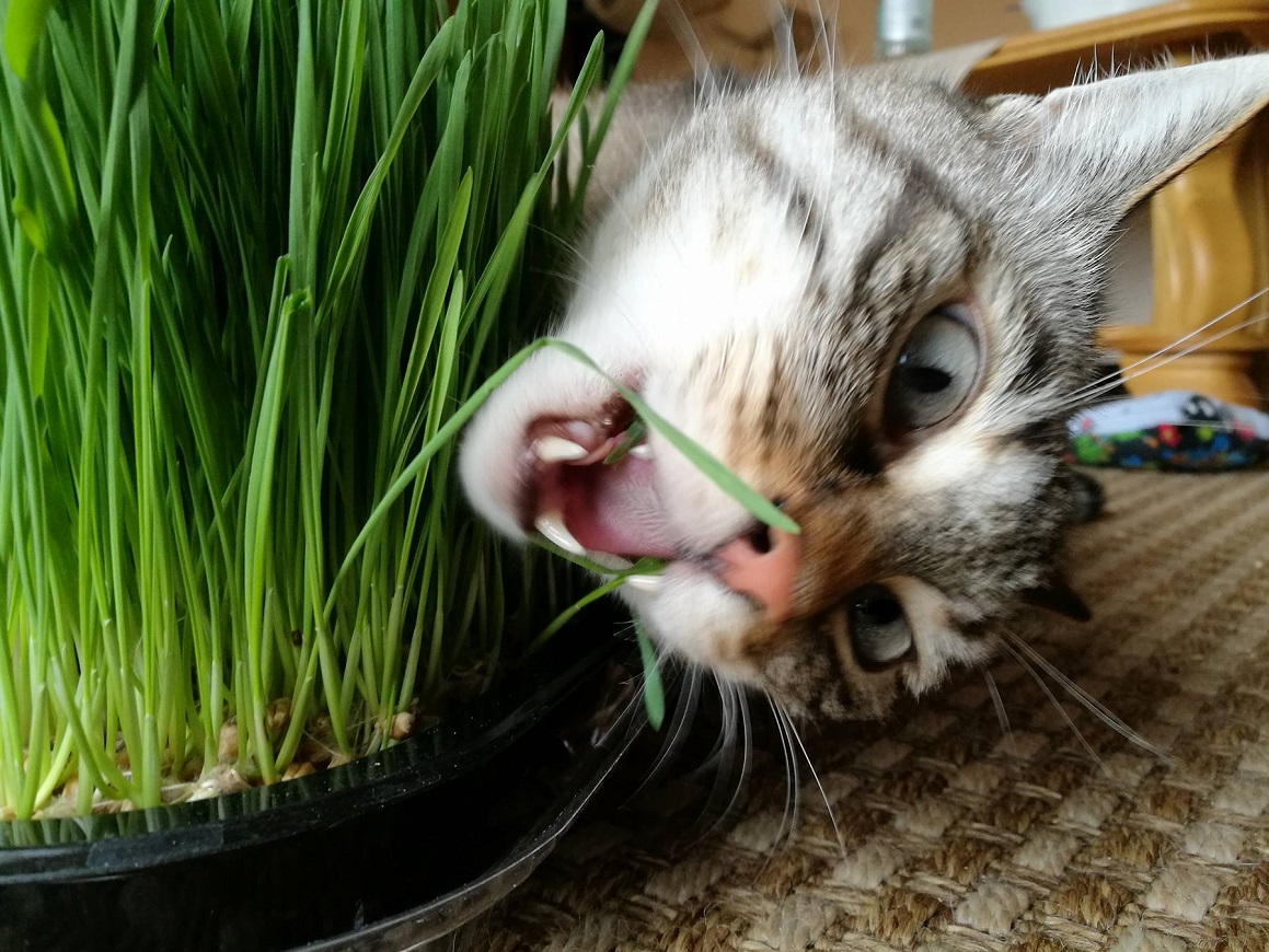 Rudy kot delektujący się świeżą trawką