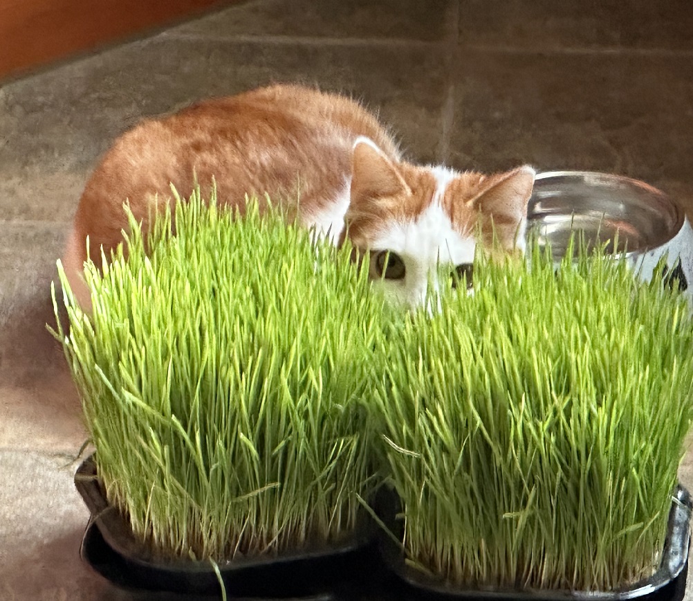 Zbliżenie na kota jedzącego trawę